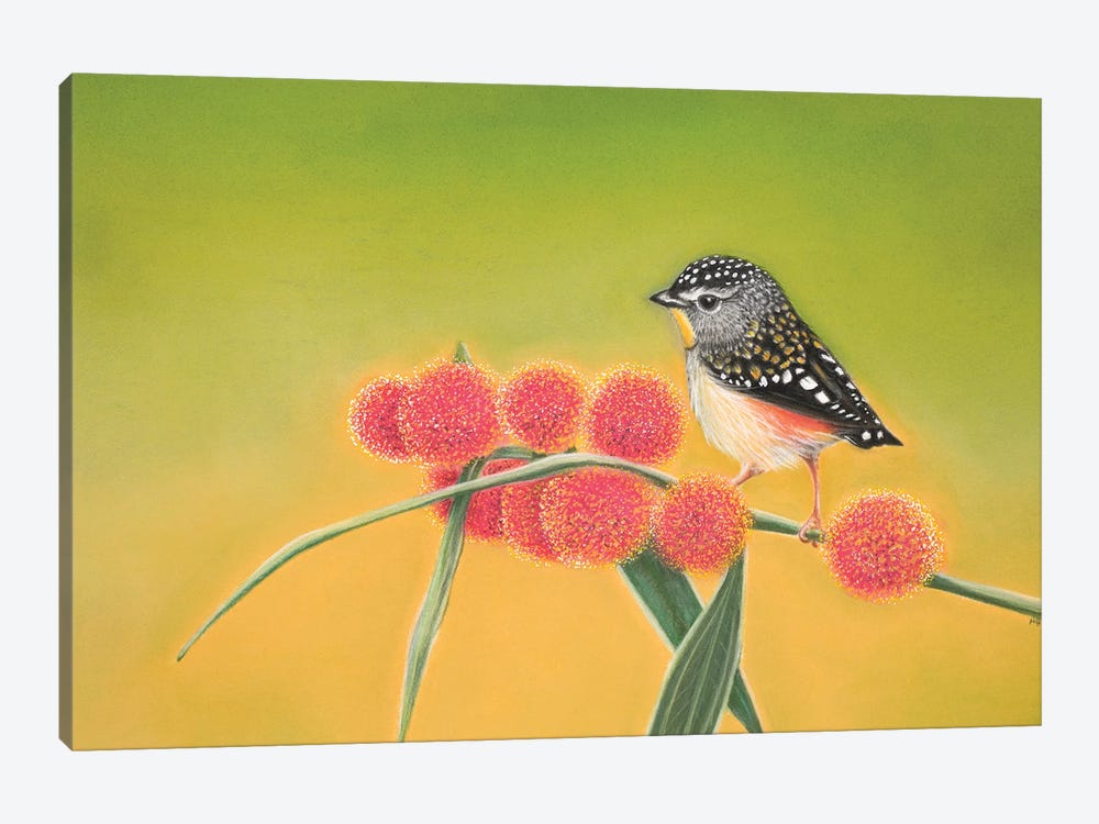 Little Spotted Pardalote by Ann Hutchinson 1-piece Canvas Wall Art