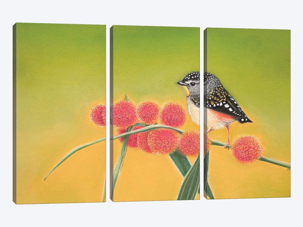 Little Spotted Pardalote by Ann Hutchinson 3-piece Canvas Art