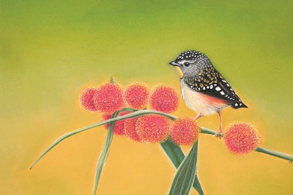 Little Spotted Pardalote
