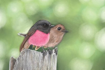 Mr Mrs Pink Robin by Ann Hutchinson framed canvas print