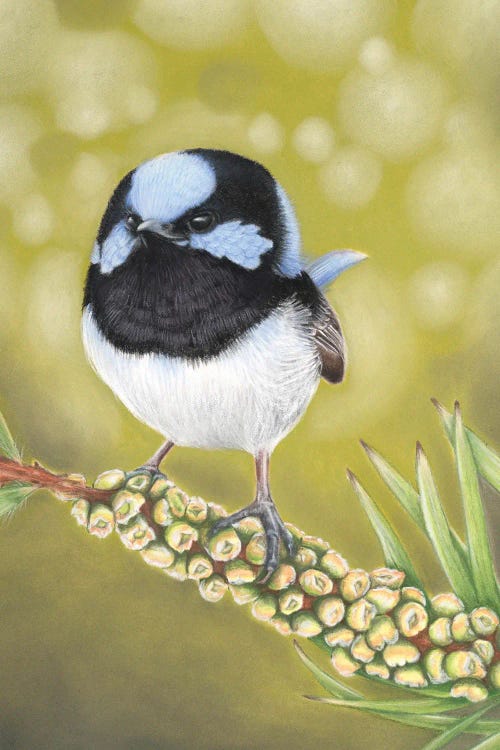 Mr Superb Fairy Wren