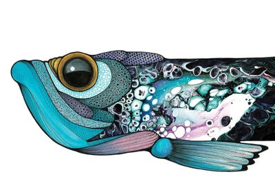 Big Eyed Fish by Ann Hutchinson canvas print