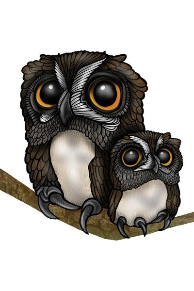 Owls