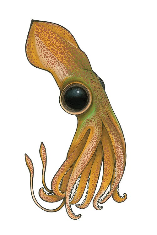 Squid by Ann Hutchinson wall art
