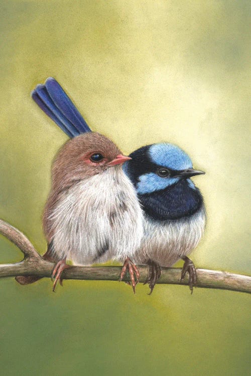 Superb Fairy Wren Couple