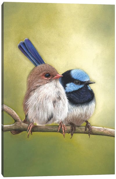 Superb Fairy Wren Couple Canvas Art Print - Ann Hutchinson