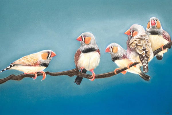 Finches: Zebra Finch Meeting by Ann Hutchinson