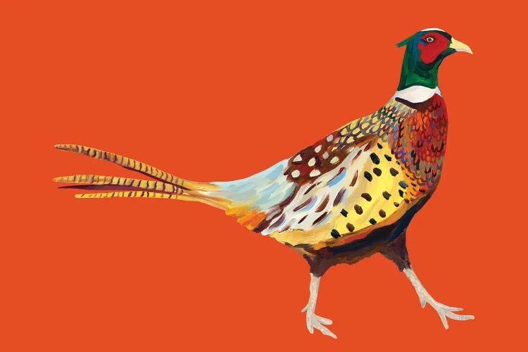 Pheasant on Orange