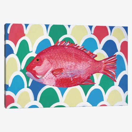 Red Snapper Canvas Print #AIE32} by Alice Straker Canvas Print