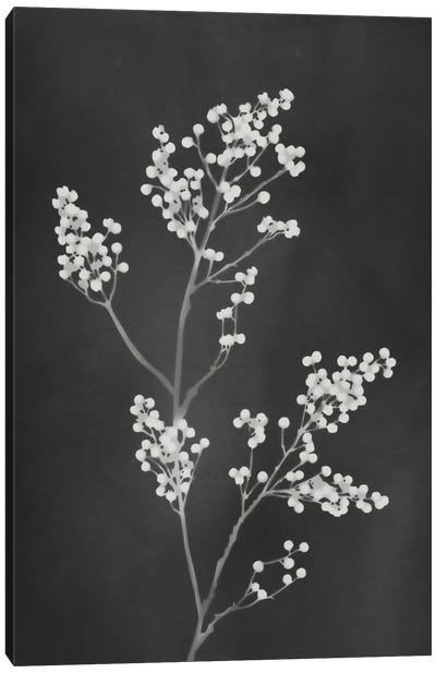 Monograph Black Botanical Canvas Art Print - Minimalist Flowers