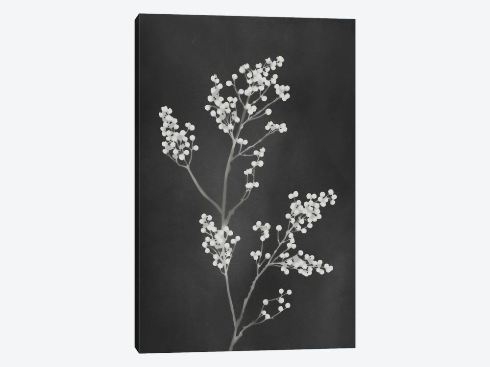 Monograph Black Botanical by amini54 1-piece Canvas Wall Art