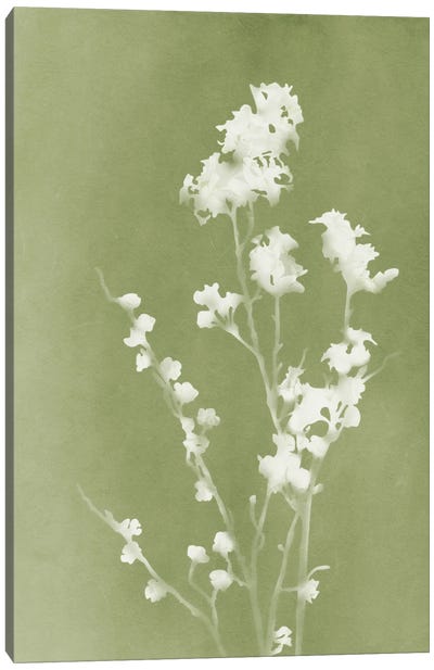 Monograph Green Botanical Canvas Art Print - Minimalist Flowers