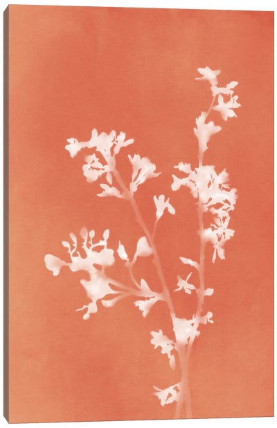 Monograph Orange Botanical Canvas Art Print - Minimalist Flowers