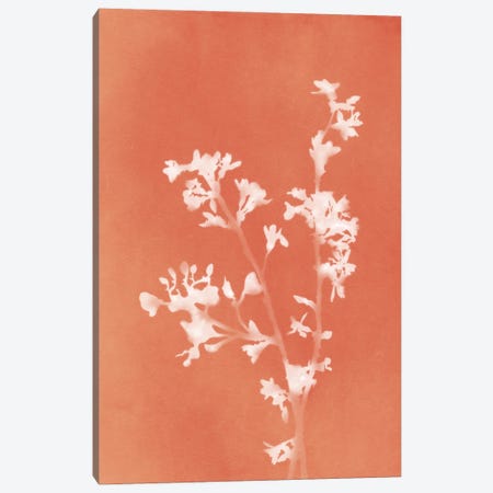 Monograph Orange Botanical Canvas Print #AII329} by amini54 Canvas Wall Art