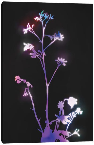 Florescence Purple Canvas Art Print - amini54