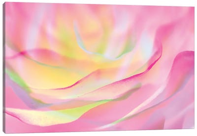 Essence of Rose VI Canvas Art Print - amini54