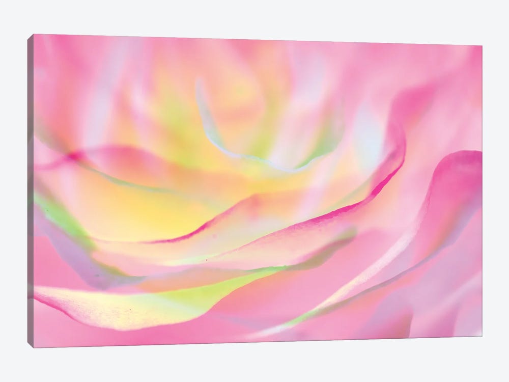 Essence of Rose VI by amini54 1-piece Canvas Artwork