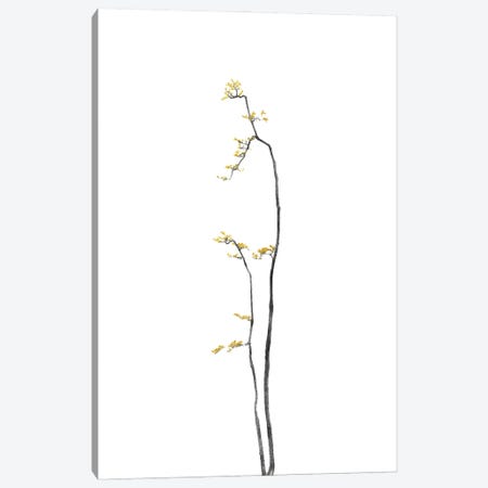 Minimal Botanical - Bonsai Tree I Canvas Print #AII48} by amini54 Canvas Wall Art