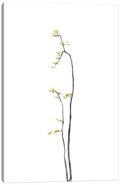 Minimal Botanical - Bonsai Tree I Canvas Art Print - amini54