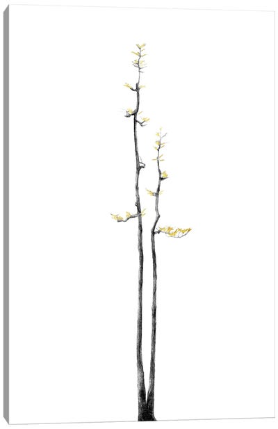 Minimal Botanical - Bonsai Tree II Canvas Art Print - amini54
