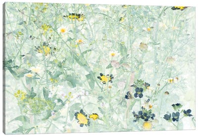 Wild Flowers V Canvas Art Print