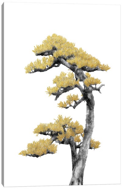 Minimal Botanical - Bonsai Tree IV Canvas Art Print - Zen Garden