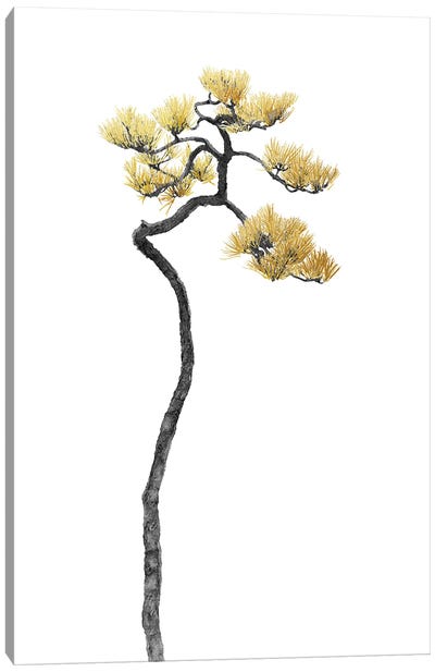 Minimal Botanical - Bonsai Tree V Canvas Art Print - amini54