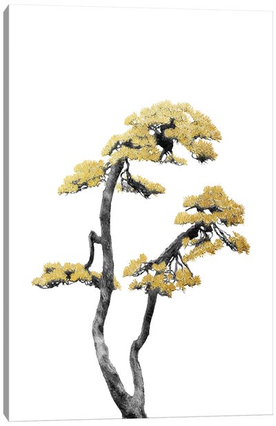 Minimal Botanical - Bonsai Tree VI Canvas Art Print - Zen Garden