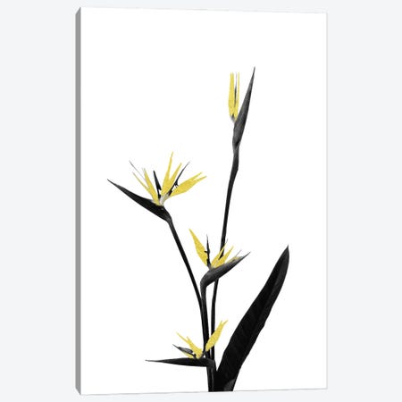Minimal Botanical - Flower Minimal Black and Gold V Canvas Print #AII56} by amini54 Canvas Art