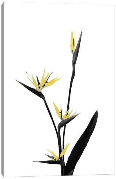 Minimal Botanical - Flower Minimal Black and Gold V Canvas Art Print - amini54