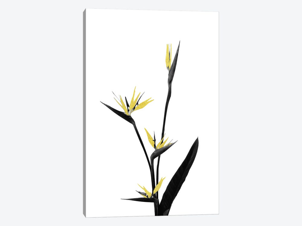 Minimal Botanical - Flower Minimal Black and Gold V by amini54 1-piece Canvas Art