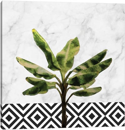 Banana Plant on White Marble and Checker Canvas Art Print - amini54