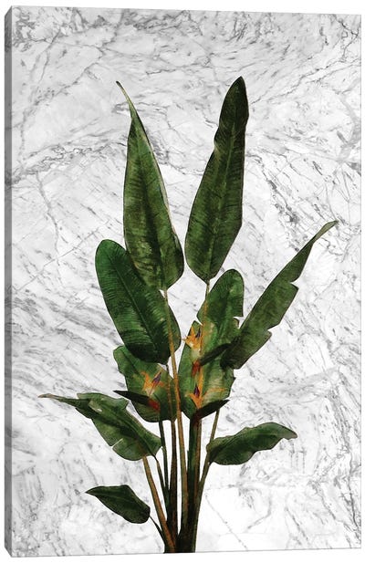 Bird of Paradise Plant on White Marble Canvas Art Print - amini54
