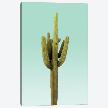Cactus on Teal Canvas Print #AII82} by amini54 Canvas Wall Art
