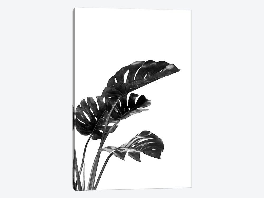 Monstera Black and White III by amini54 1-piece Canvas Art