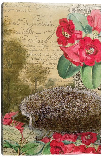 Hedgehog Canvas Art Print - Aimee Stewart