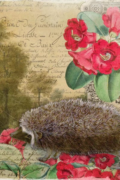 Aimee Stewart: Hedgehog by Aimee Stewart