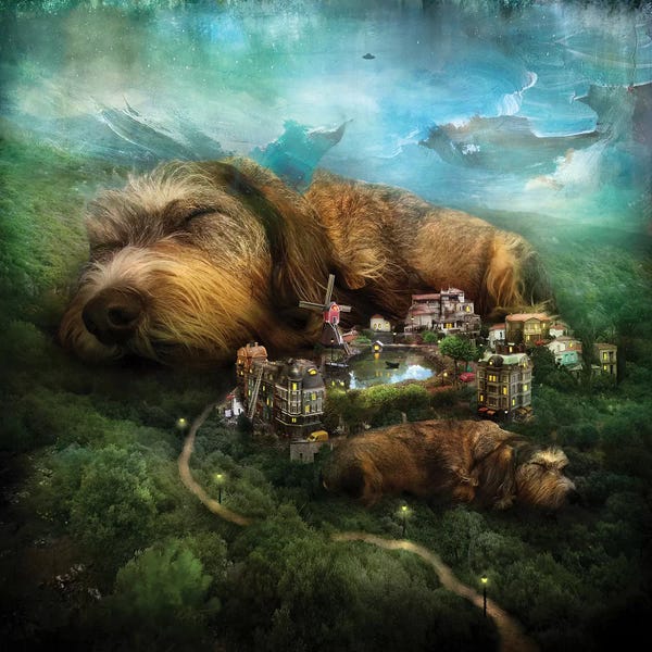 Sleeping & Napping: Sleeping Dogs by Alexander Jansson