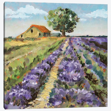 Italy Lavender Fields Canvas Print #AJG106} by Alexandra Jagoda Canvas Art