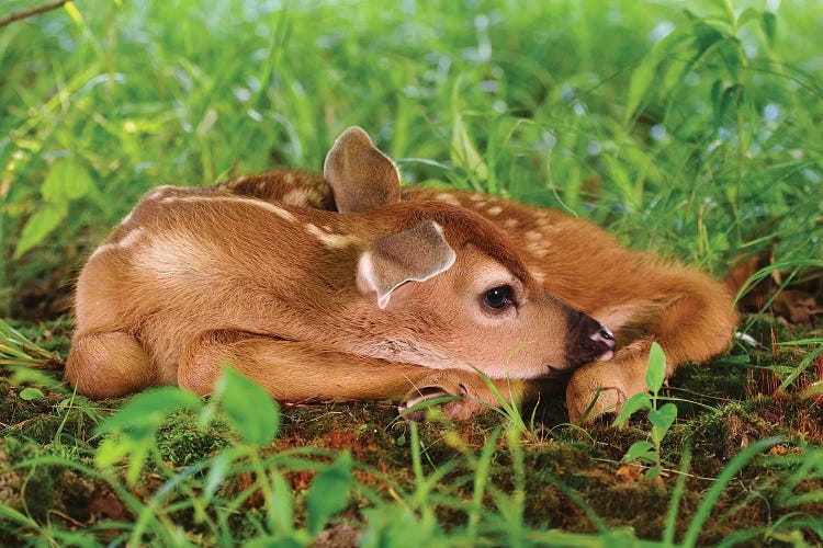 Two Day Old White-Tailed Deer Fawn