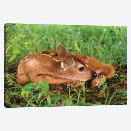 Two Day Old White-Tailed Deer Fawn Canvas Print #AJO100} by Adam Jones Canvas Wall Art