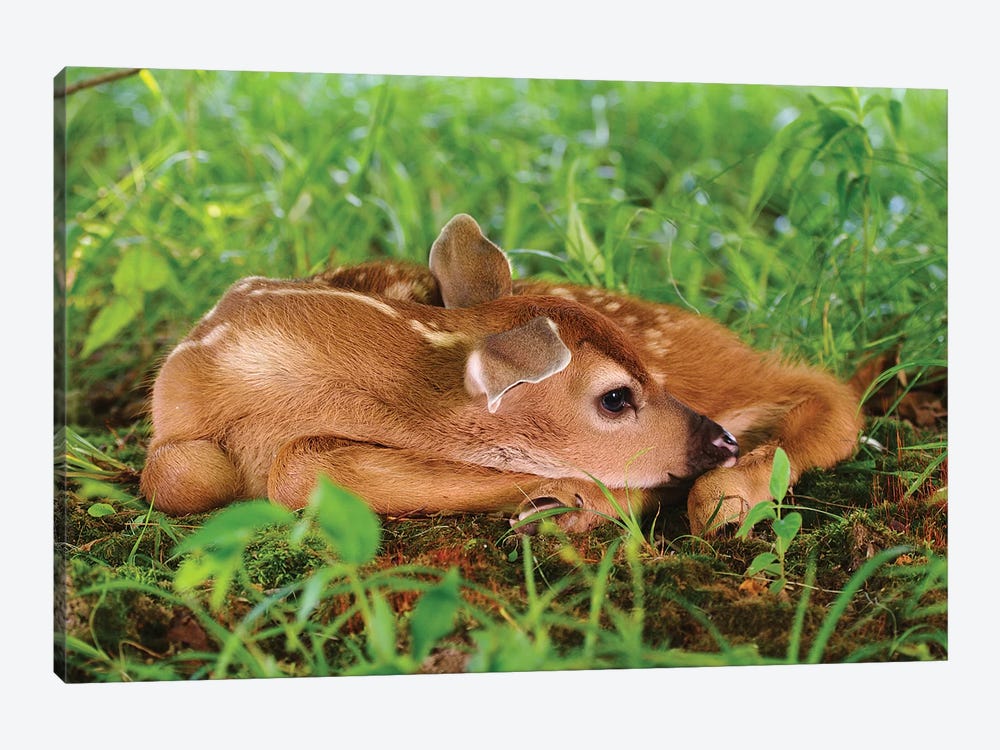 Two Day Old White-Tailed Deer Fawn by Adam Jones 1-piece Canvas Art Print