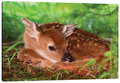 Two Day Old White-Tailed Deer Baby, Kentucky Canvas Art Print - Deer Art