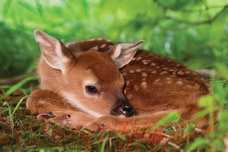 Two Day Old White-Tailed Deer Baby, Kentucky - Art Print | Adam Jones