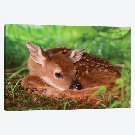 Two Day Old White-Tailed Deer Baby, Kentucky Canvas Print #AJO101} by Adam Jones Canvas Wall Art