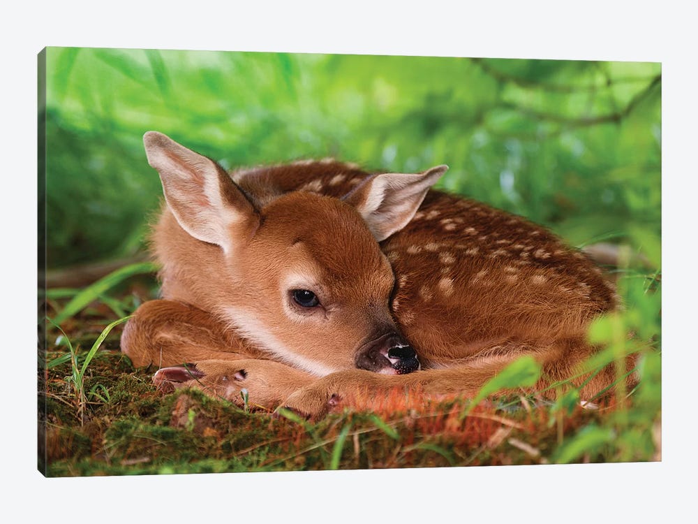 Two Day Old White-Tailed Deer Baby, Kentucky by Adam Jones 1-piece Canvas Art