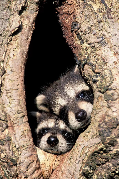 Baby Raccoons In Tree Cavity