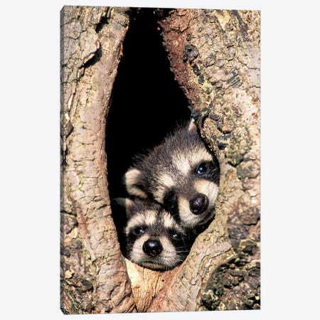 Baby Raccoons In Tree Cavity Canvas Print #AJO102} by Adam Jones Canvas Artwork