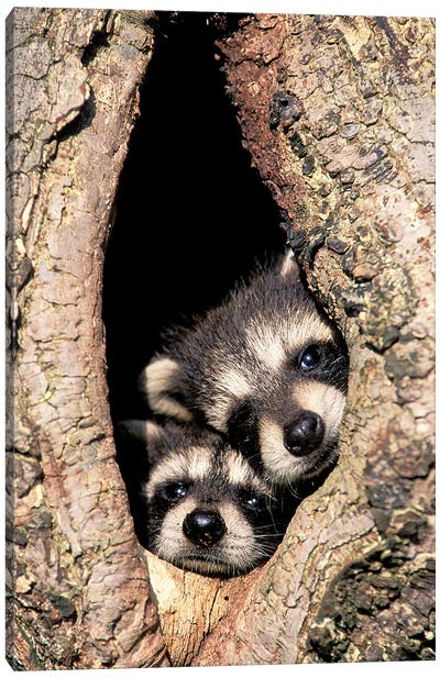 Baby Raccoons In Tree Cavity Canvas Art Print - Raccoon Art