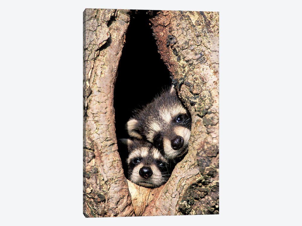 Baby Raccoons In Tree Cavity by Adam Jones 1-piece Canvas Print